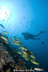 Diver and snappers  along a drop off in the Maldives  by Barbara Schilling 